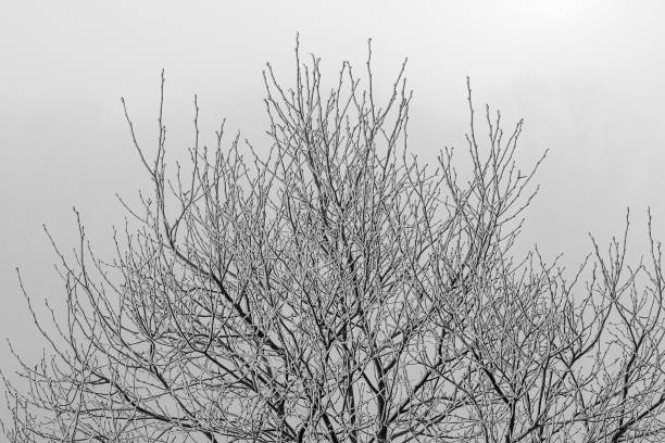 istock Leafless dry tree branches growing in a park in a misty day 1445663469