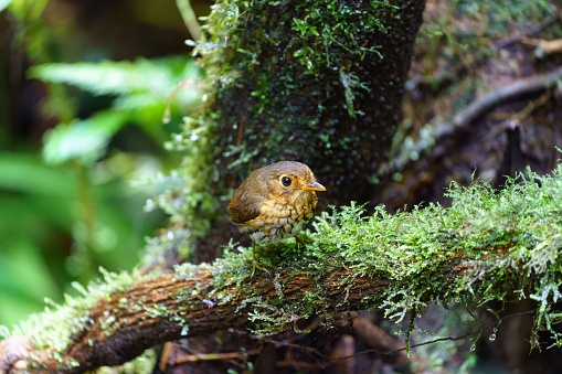 A closeup shot of an ochre-breasted antpitta bird perched on a tree branch