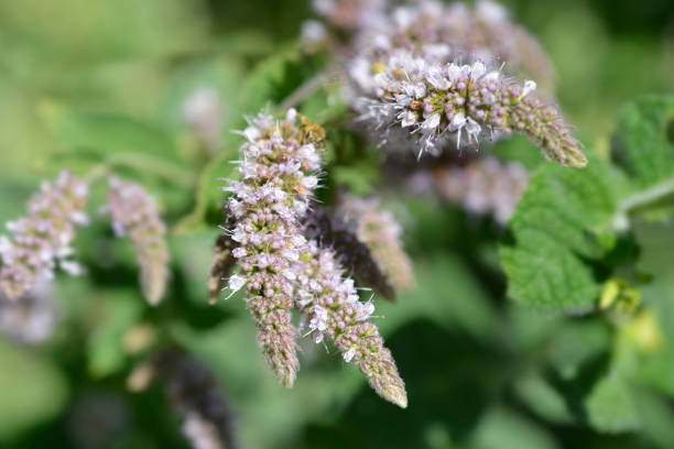 menta ananas - mentha rotundifolia foto e immagini stock