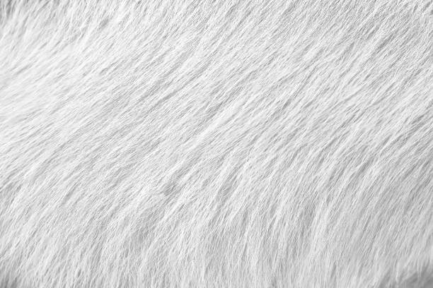 istock Fur cat white grey texture short smooth patterns animal skin background 1445663868
