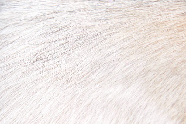 istock Light white brown of fur dog soft texture smooth patterns background 1445664044