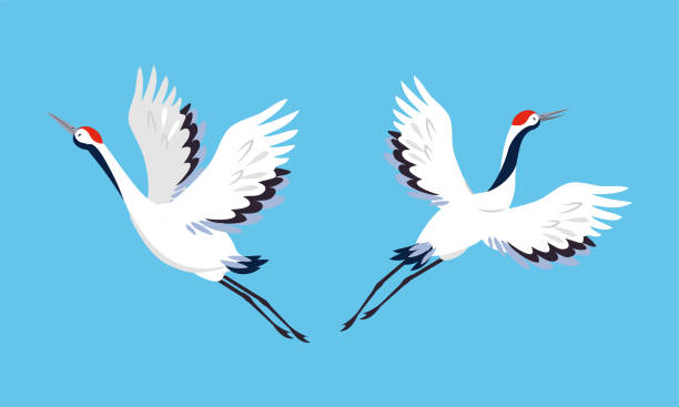 красивые летающие журавлиные птицы. белый аист, цапля, цапля векторная иллюстрация - white heron stock illustrations