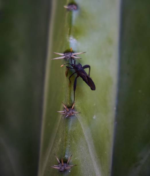 The vertical close-up view of an Acanthocephala terminalis bug on the cactus plant