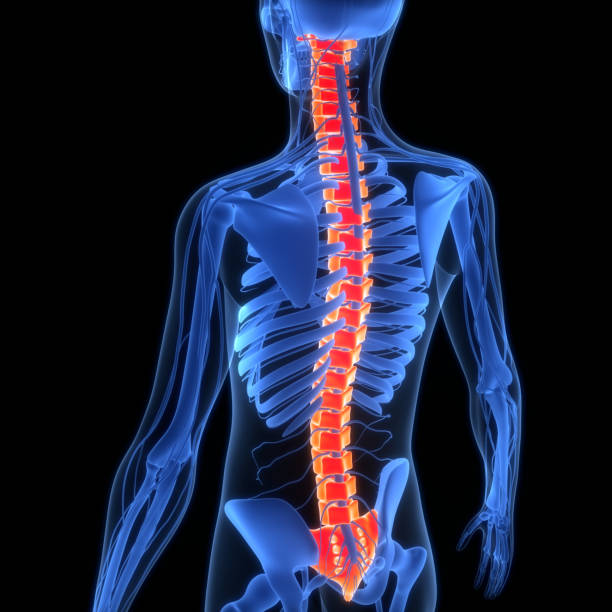 istock Spinal Cord Vertebral Column of Human Skeleton System Anatomy 1445668575