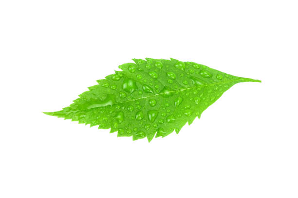 istock Close up Raindrops on Green Leaf Isolated on White Background. 1445669509