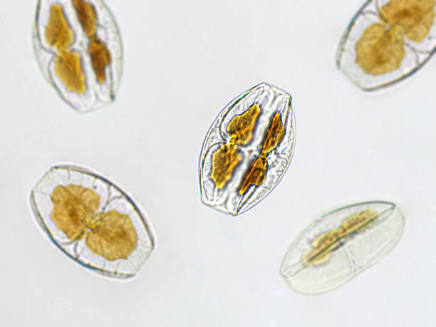 istock Amphora sp. algae under microscopic view, Diatoms, phytoplankton, fossils, silica, golden yellow algae 1445673327