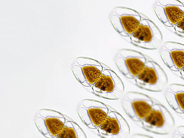 istock Amphora sp. algae under microscopic view pattern, Diatoms, phytoplankton, fossils, silica, golden yellow algae 1445673374