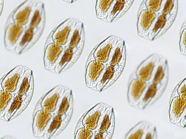istock Amphora sp. algae under microscopic view pattern, Diatoms, phytoplankton, fossils, silica, golden yellow algae 1445673424