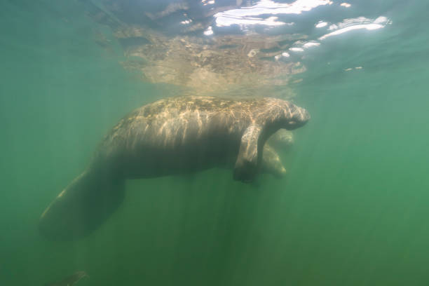 istock Manatee in the Kings Bay, Crystal River, the U.S. 1445674398