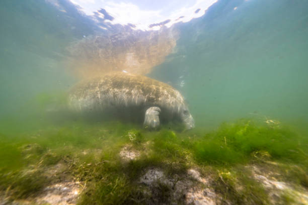 istock Manatee in the Kings Bay, Crystal River, the U.S. 1445674420