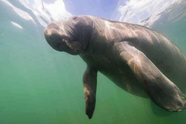 istock Manatee in the Kings Bay, Crystal River, the U.S. 1445674469