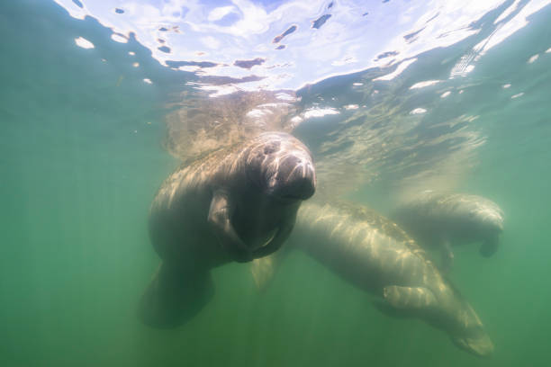 istock Manatee in the Kings Bay, Crystal River, the U.S. 1445674545