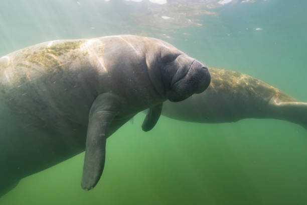 istock Manatee in the Kings Bay, Crystal River, the U.S. 1445674547