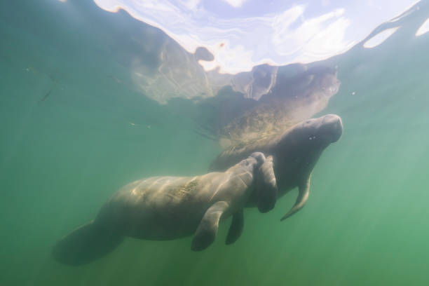 istock Manatee in the Kings Bay, Crystal River, the U.S. 1445675160
