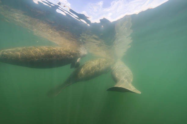 istock Manatee in the Kings Bay, Crystal River, the U.S. 1445675169