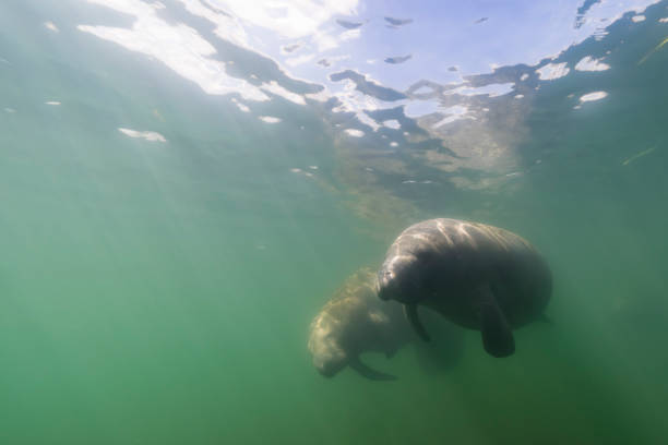 istock Manatee in the Kings Bay, Crystal River, the U.S. 1445675174