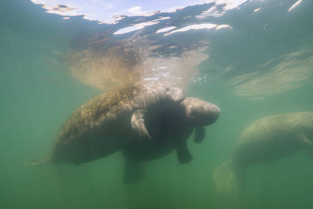 Manatee in the Kings Bay, Crystal River, the U.S.