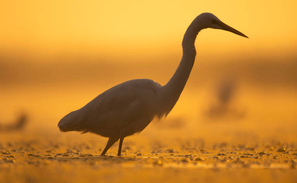 istock Great Egret in Lake in Sunrise 1445675335