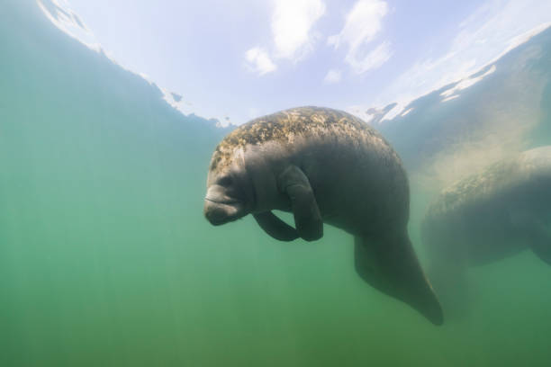 istock Manatee in the Kings Bay, Crystal River, the U.S. 1445675354