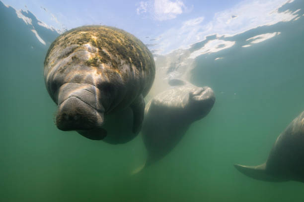 istock Manatee in the Kings Bay, Crystal River, the U.S. 1445675395