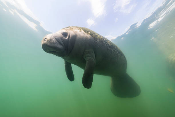 istock Manatee in the Kings Bay, Crystal River, the U.S. 1445675466