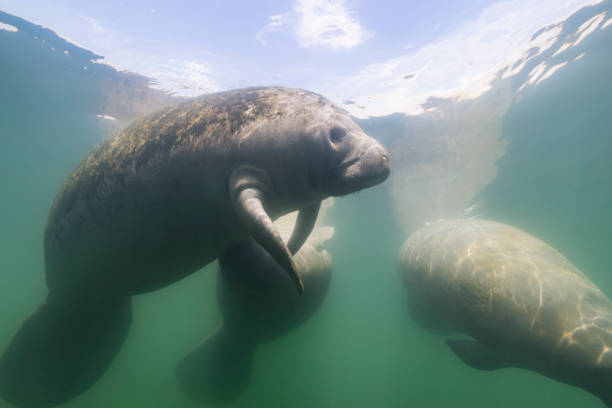 istock Manatee in the Kings Bay, Crystal River, the U.S. 1445675476
