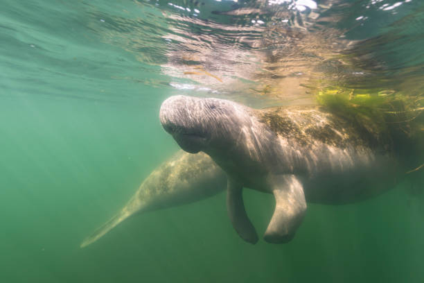 istock Manatee in the Kings Bay, Crystal River, the U.S. 1445675491