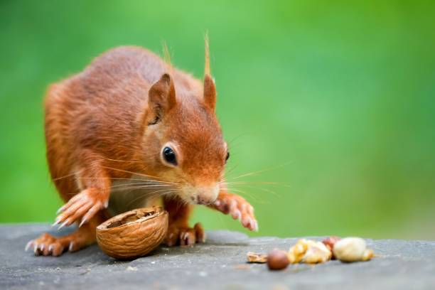 istock Closeup of a red squirrel eating nuts in a park in daylight 1445677923