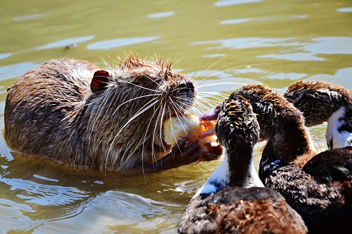 Nutria coypu and ducks eat one piece of bread for all. Funny animal moment.