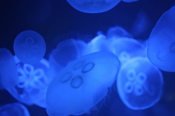 istock jelly fish in the blue aquarium 1445679121