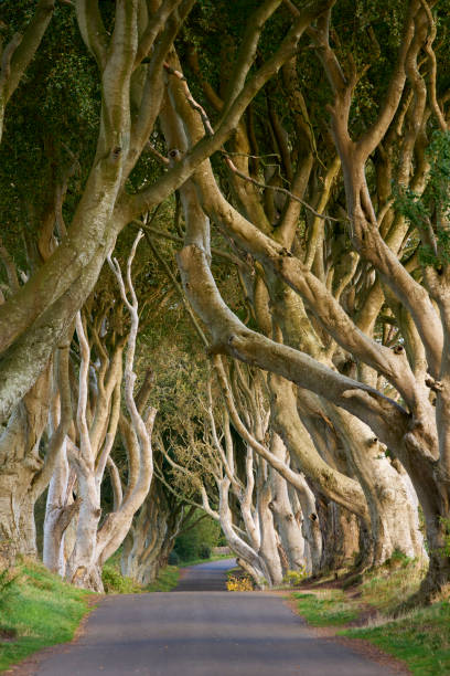 istock Dark Hedges Beech avenue in Northern Ireland 1445680108