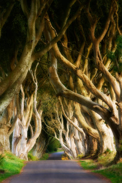 istock Dark Hedges Beech avenue in Northern Ireland 1445680615