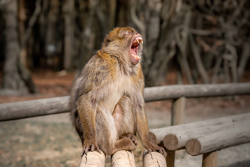 barbary macaque yawning, sitting on a wooden bench, sharp teeth