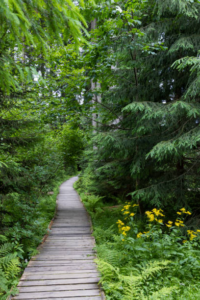 istock pathway to Velke Mechove Jezirko, Jeseniky Mountains, Czech Republic 1445683084