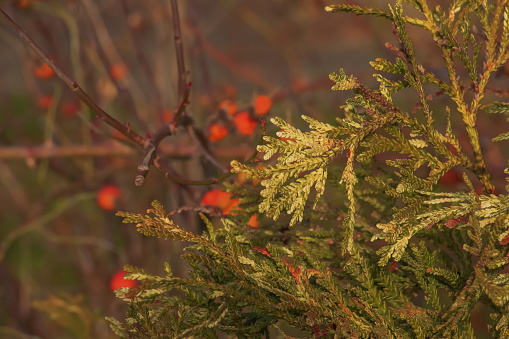 Closeup of colorful leaves of Variegated hibachi arborvitae or Thujopsis dolabrata variegate.