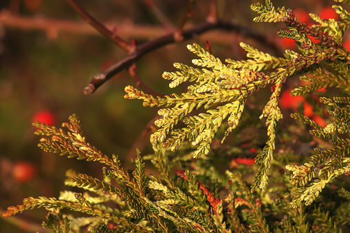 Closeup of colorful leaves of Variegated hibachi arborvitae or Thujopsis dolabrata variegate.