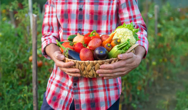 istock A man farmer holds a harvest of vegetables in his hands. Selective focus. 1445684032
