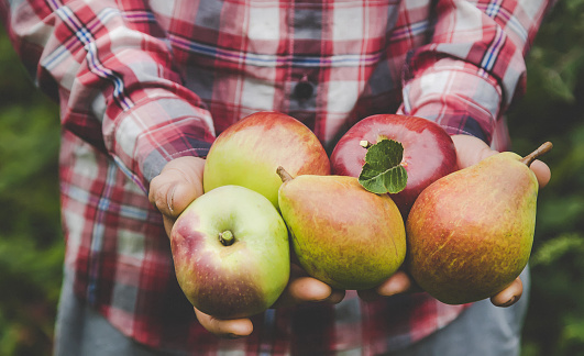 A man holds a harvest of apples in his hands. Selective focus. nature.