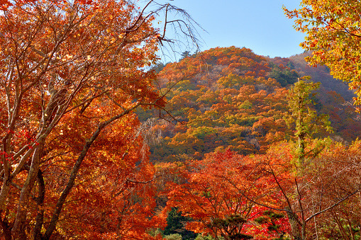 I uploaded many photos of Mt. Fuji and autumn leaf colors elsewhere.\nHere are some autumn leaf colors without Mt. Fuji in the Fuji Five Lakes Region.