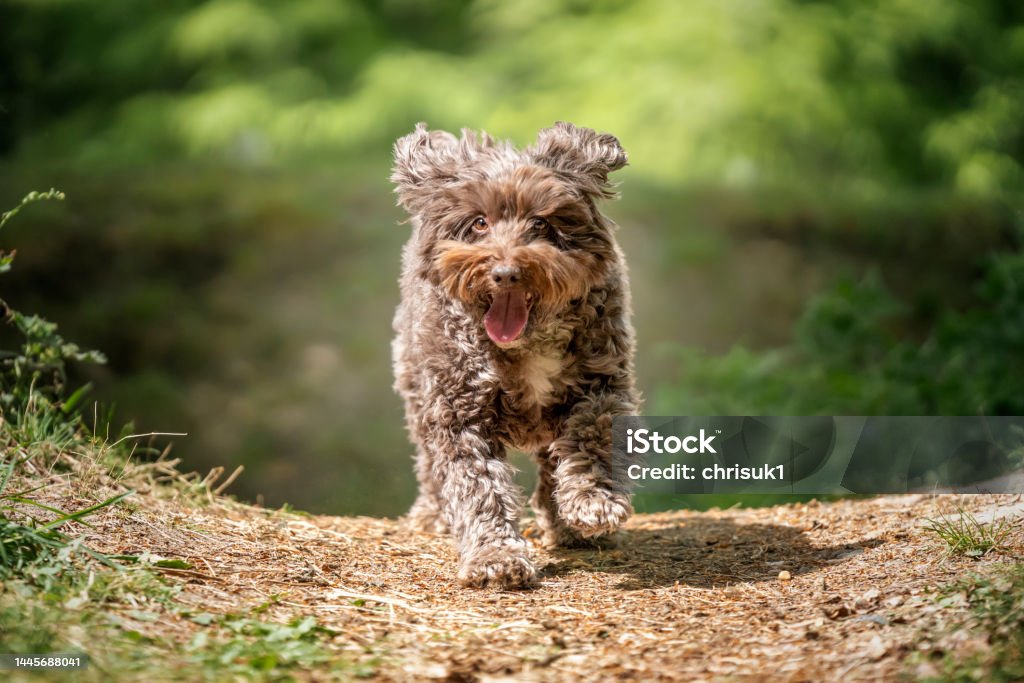 Cockapoo When Running Brown Cockapoo Running Directly At The Camera Stock Photo - Download ...