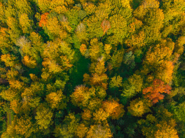 istock Autumn forest with colorful leaves seen from above 1445688985