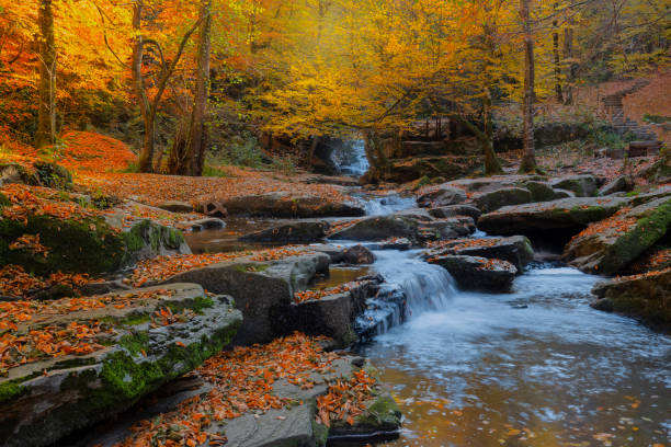 hermosos colores de la naturaleza en otoño - november tranquil scene autumn leaf fotografías e imágenes de stock