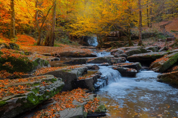 belas cores da natureza no tempo de outono - autumn leaf nature november - fotografias e filmes do acervo
