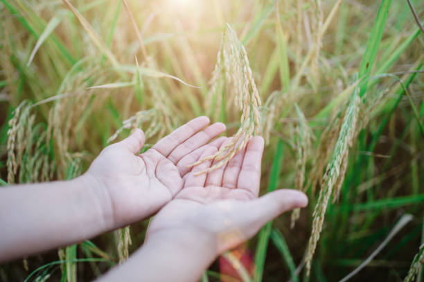 istock rice research, plant disease investigation 1445693839