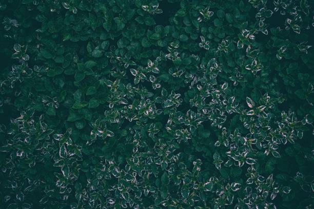 istock Top View of Green Leaves Texture Background. 1445694660