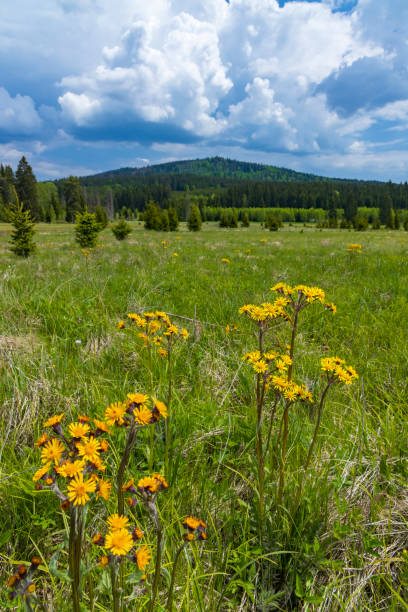 istock Typical spring landscape near Stozec, Nation park Sumava, Czech Republic 1445695636