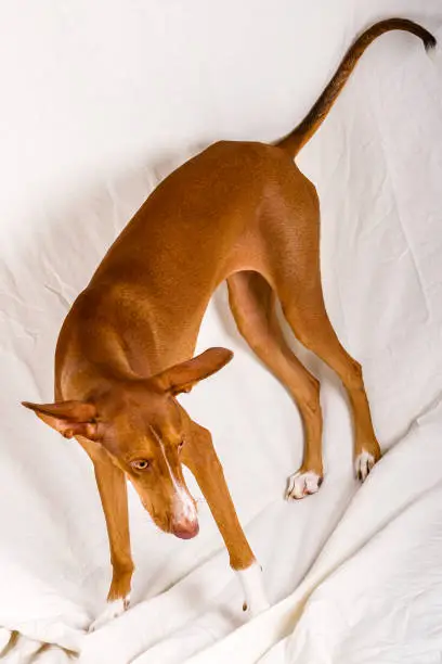 Vertical studio portrait, full body, of a female canary hound puppy. 
Reddish brown color, with white line on the face and yellow eyes. The dog is standing, turning her head down, with ears raised. Off-white cloth background. Tenerife, Canary Islands, Spain