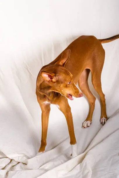 Vertical studio portrait, full body, of a female canary hound puppy. 
Reddish brown color, with white line on the face and yellow eyes. The dog is standing, turning her head to the right with ears raised. Off-white cloth background. Tenerife, Canary Islands, Spain