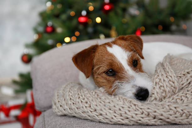 istock Young pup at home on Christmas. 1445696597