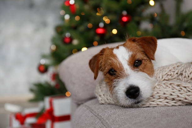 istock Young pup at home on Christmas. 1445696703